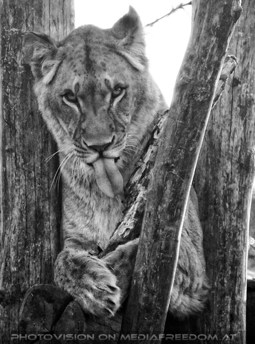 Verspielte L�win 11