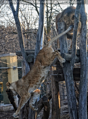 Verspielte L�win 12