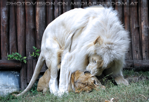 Wei�e L�wen 05