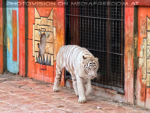 Weisse Tiger 2