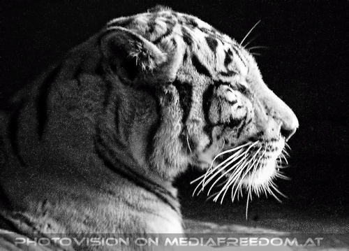 Weisse Tiger 4