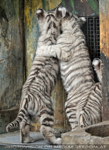 Wei�e Tiger Kindergarten 01