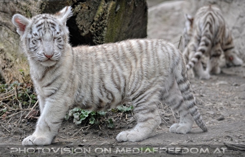 Wei�e Tiger Kindergarten 10