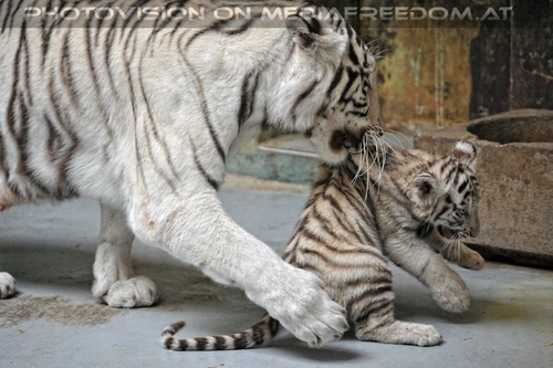 Wei�e Tiger Kindergarten 11