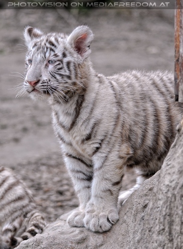 Wei�e Tiger Kindergarten 21