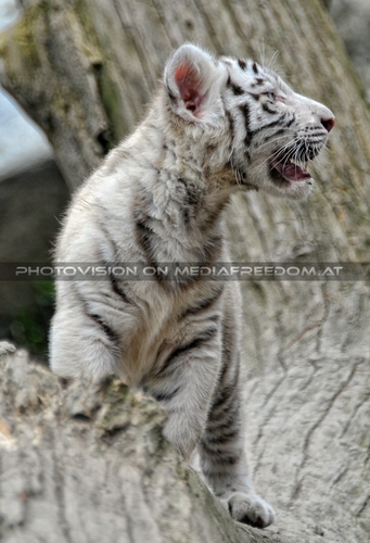 Wei�e Tiger Kindergarten 37