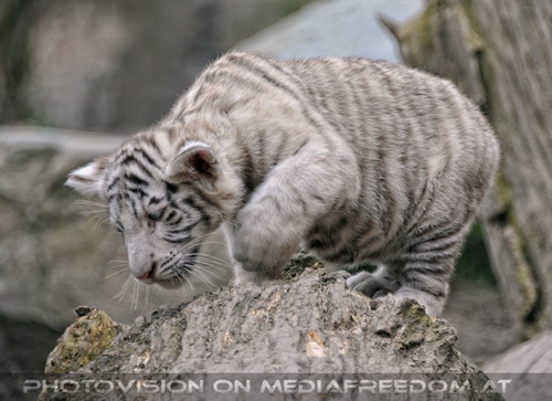 Wei�e Tiger Kindergarten 38