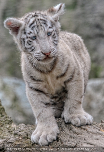 Wei�e Tiger Kindergarten 39