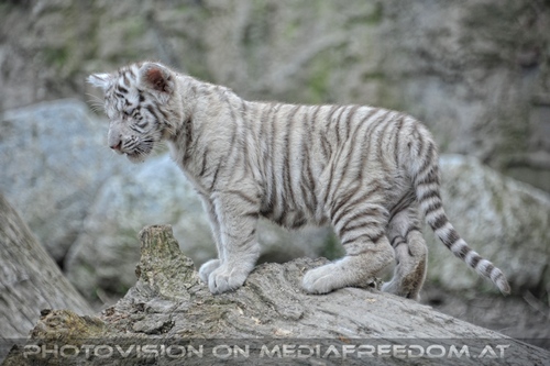 Wei�e Tiger Kindergarten 43