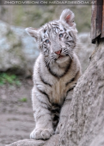 Wei�e Tiger Kindergarten 48