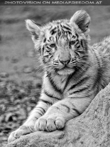 Wei�e Tiger Kindergarten 49