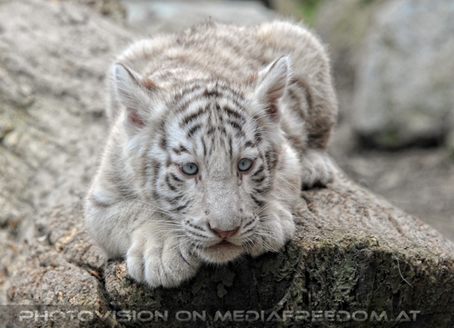 Wei�e Tiger Kindergarten 50