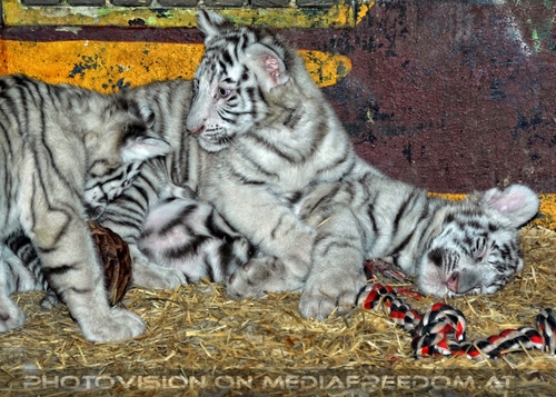 Wei�e Tiger Kindergarten 53