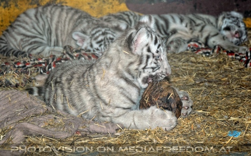 Wei�e Tiger Kindergarten 54