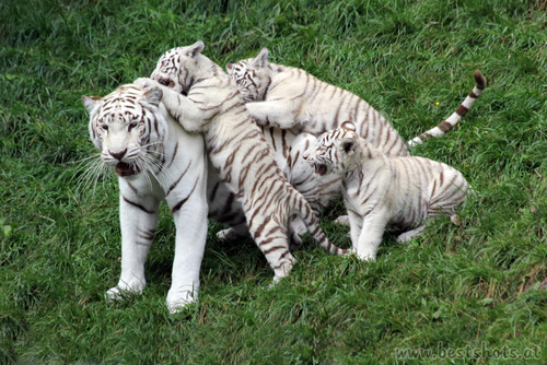 Weisse Tiger Mama mit Nachwuchs