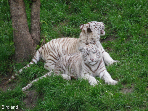 Tiger Geschwister: Weisse Tiger