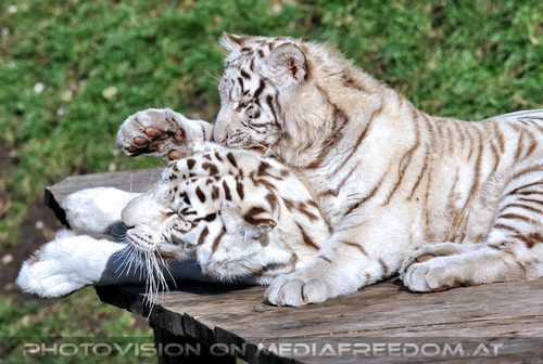 Wei�e Tiger-Vierlinge 03