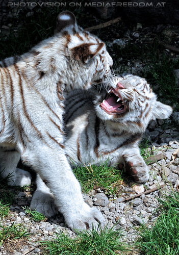 Wei�e Tiger Vierlinge 08