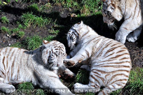 Wei�e Tiger-Vierlinge 10