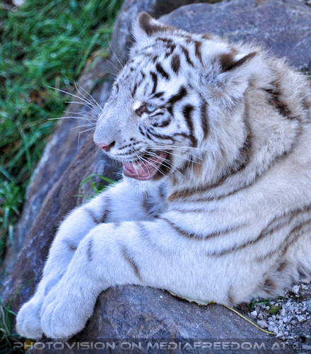 Wei�e Tiger-Vierlinge 11