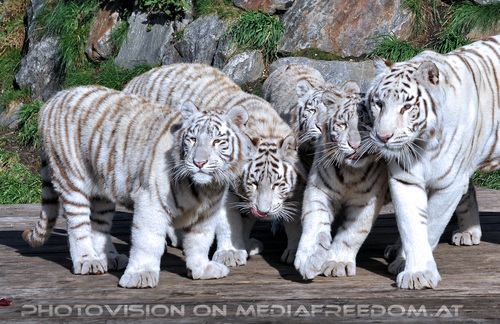 Wei�e Tiger-Vierlinge 12