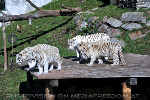 Wei�e Tiger-Vierlinge 13