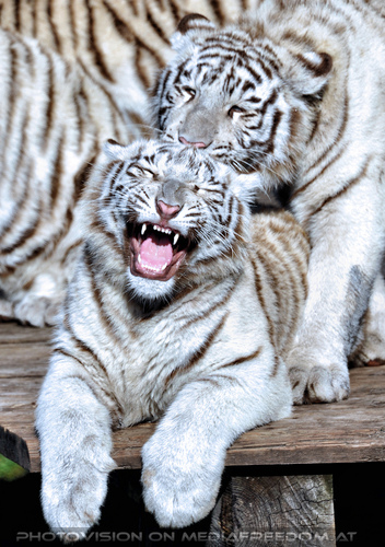 Wei�e Tiger-Vierlinge 15