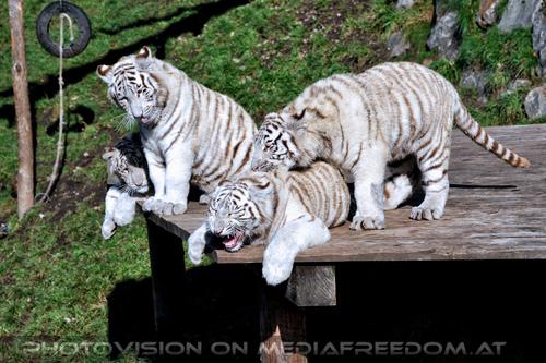 Wei�e Tiger-Vierlinge 17