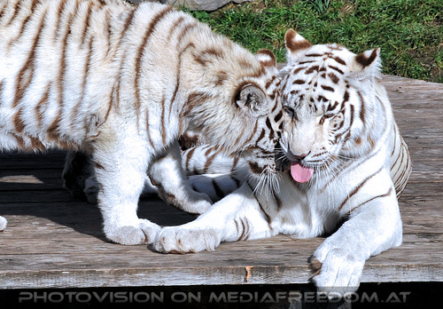 Wei�e Tiger-Vierlinge 19