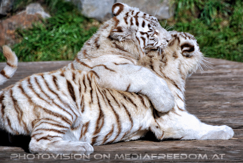 Wei�e Tiger-Vierlinge 20