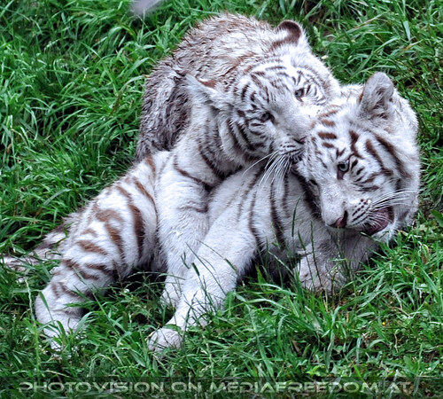 Wei�e Tiger Vierlinge 21