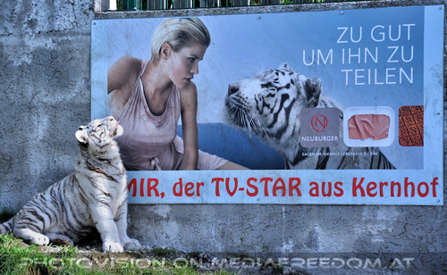 Wei�e Tiger-Vierlinge 26