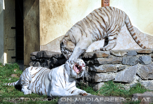 Wei�e Tiger-Vierlinge 27