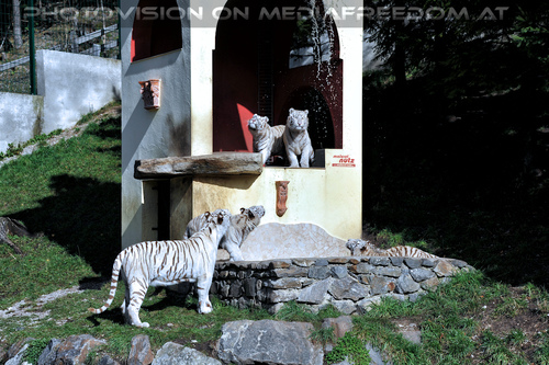 Wei�e Tiger-Vierlinge 28