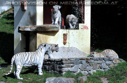 Wei�e Tiger-Vierlinge 29