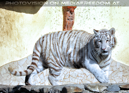 Wei�e Tiger-Vierlinge 31