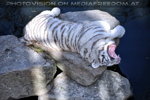 Wei�e Tiger-Vierlinge 32