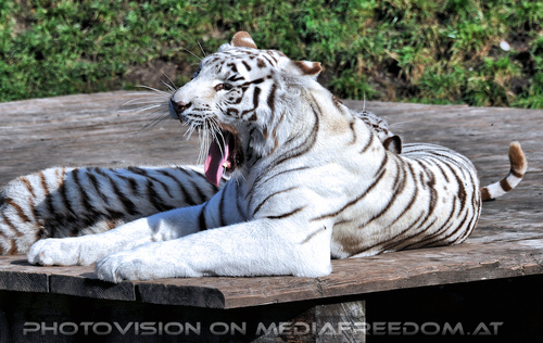 Wei�e Tiger-Vierlinge 37