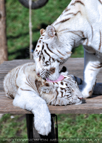 Wei�e Tiger-Vierlinge 39