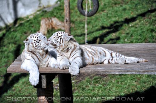 Wei�e Tiger-Vierlinge 40