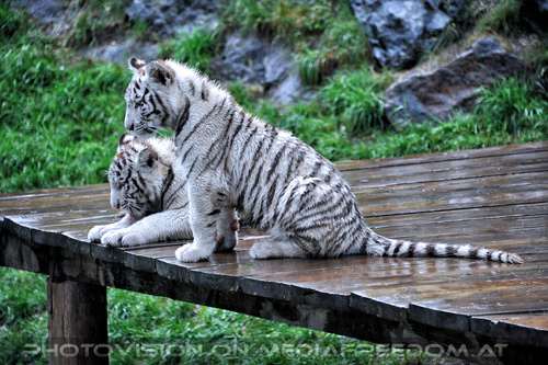 Wei�e Tiger Vierlinge 44