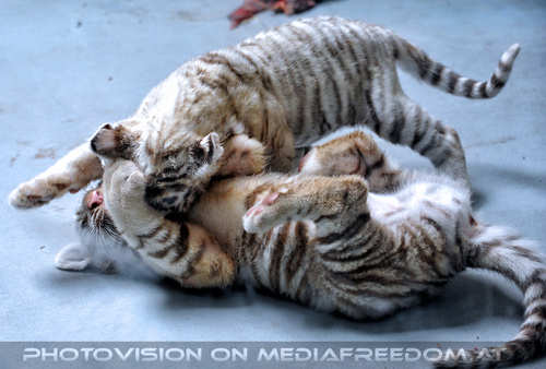 Wei�e Tigerbabys 08