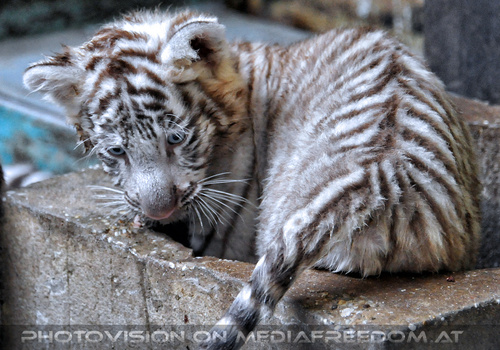 Wei�e Tigerbabys 15