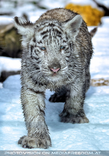 Wei�e Tigerbabys 17