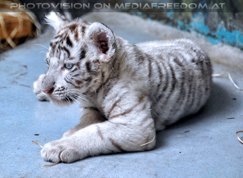 Wei�e Tigerbabys 19