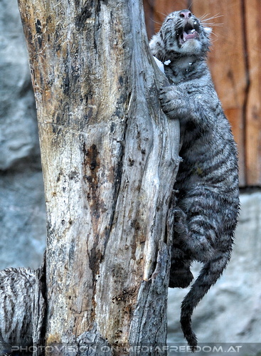 Wei�e Tigerbabys 20