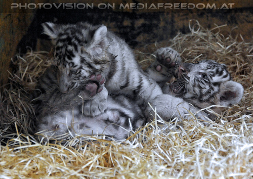 Wei�e Tigerbabys 22