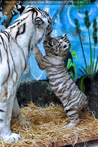 Wei�e Tigerbabys 25