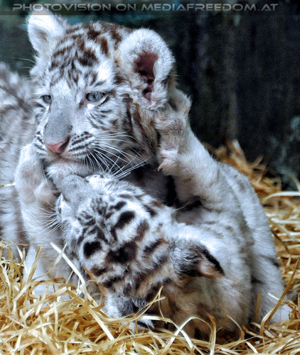 Wei�e Tigerbabys 29