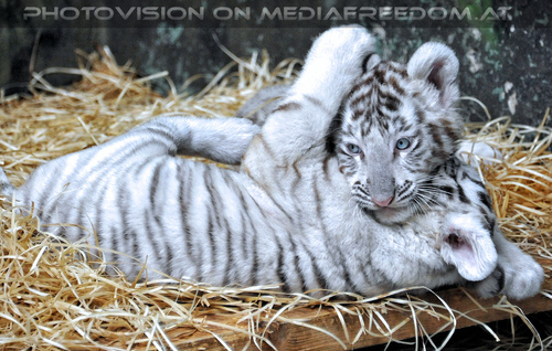 Wei�e Tigerbabys 31